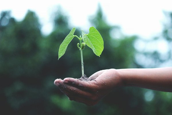 Comment les jardins partagés peuvent-ils renforcer les liens sociaux dans les communautés urbaines ?