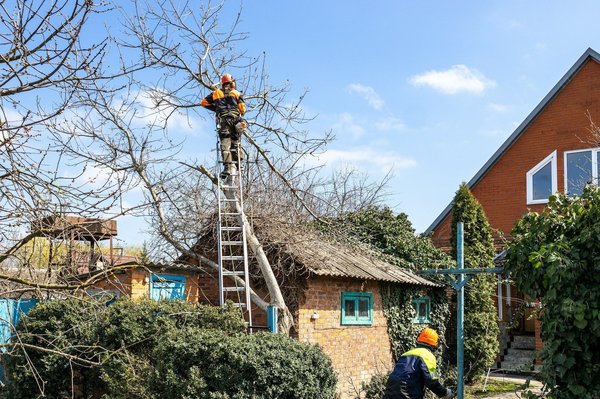 Comment les quartiers peuvent-ils organiser des programmes de plantation d'arbres communautaires ?