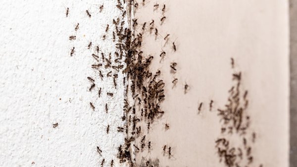 Pourquoi les fourmis choisissent-elles votre maison ?